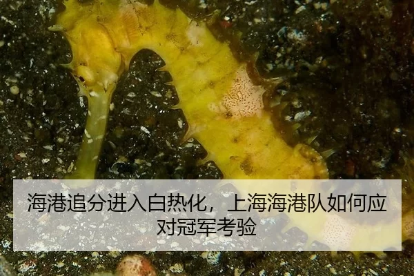 海港追分进入白热化，上海海港队如何应对冠军考验